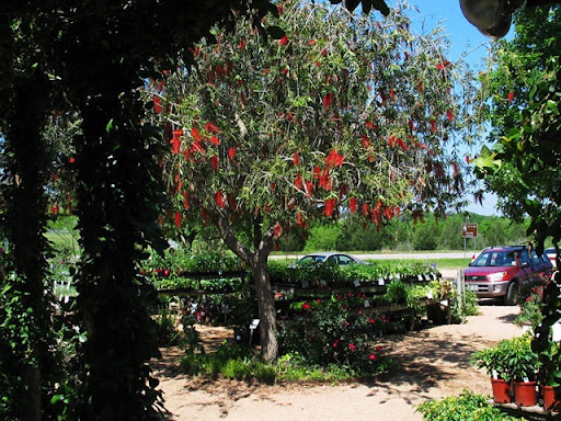 COTE DE TEXAS: The Antique Rose Emporium